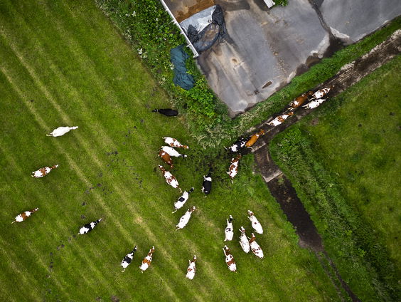Kabinet komt vandaag met nieuwe stikstofplannen