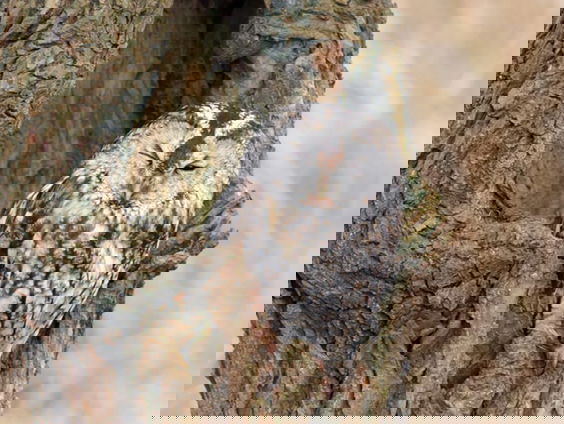 Broedende vogels weer live te volgen bij Beleef de Lente