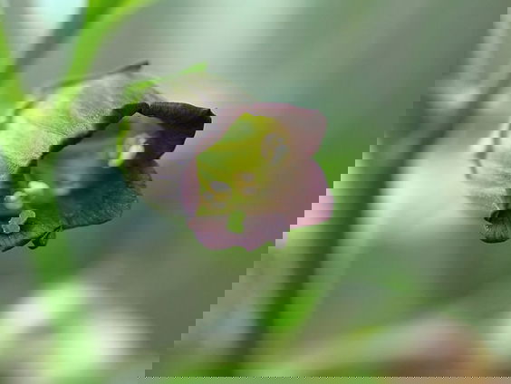 Giftige plant met geschiedenis: hoftuinen, heksenzalf en wijde pupillen