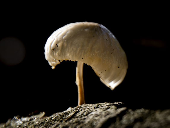 Paddenstoelensoort in Nederland gespot