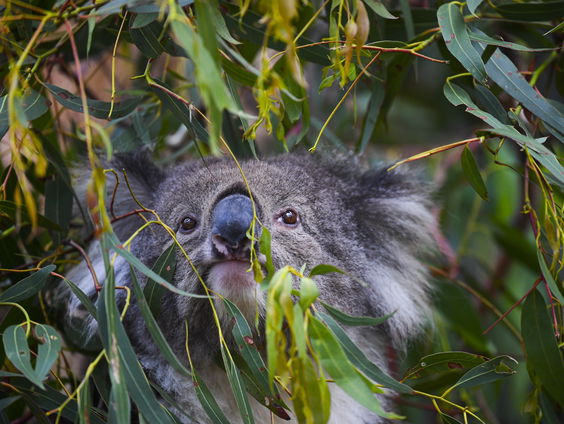 Nieuw rapport: natuur in Australië in slechte staat