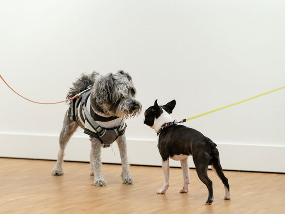 Onderzoek concludeert dat het ras van een hond nauwelijks invloed heeft op gedrag