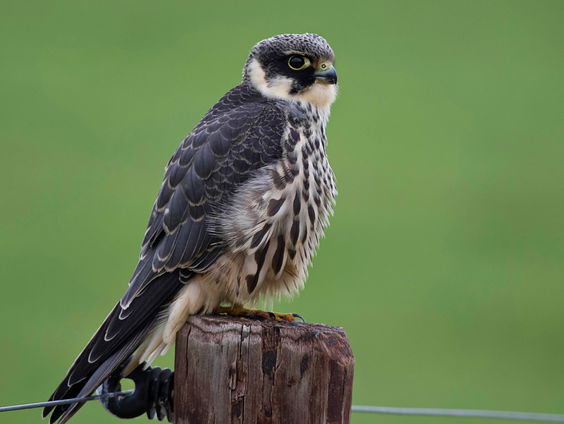 Onderzoek naar mystieke leven van de boomvalk