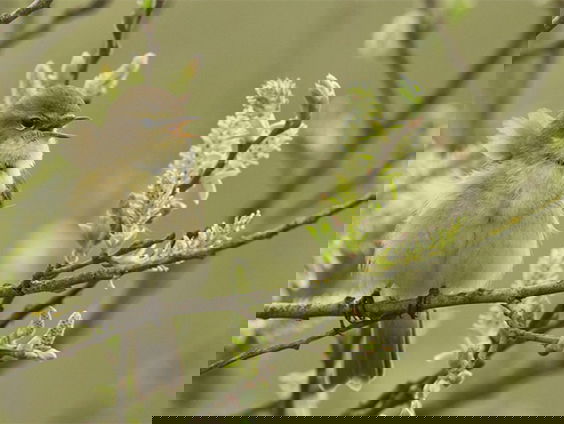 Fenolijn 13 maart 2022