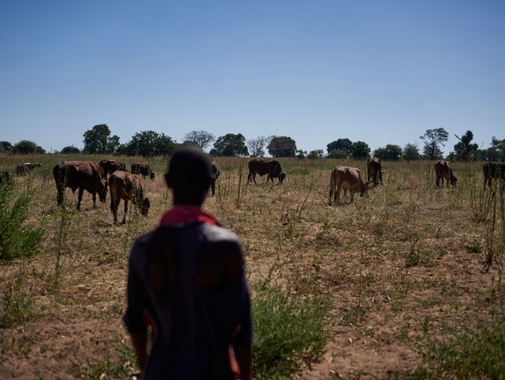 Wat is er aan de hand in de Afrikaanse natuurparken?