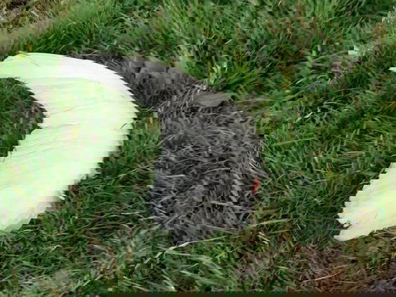 Knobbelzwanen dood door hoogspanningsmasten