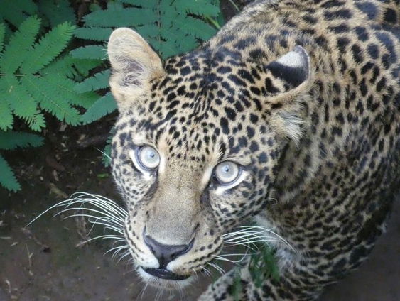 Twee Nederlandse vrouwen zetten Javaans luipaard Rasi met succes uit!