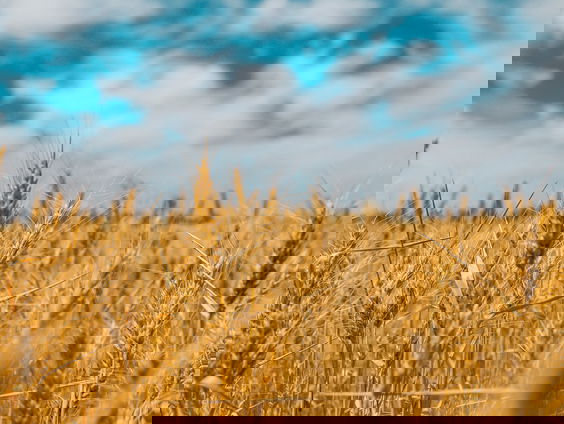 Welk belang heeft Rusland bij de graandeal?