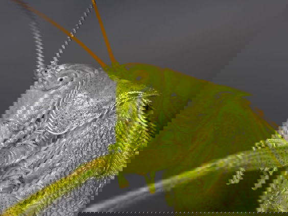 Wat is een geleedpotige?