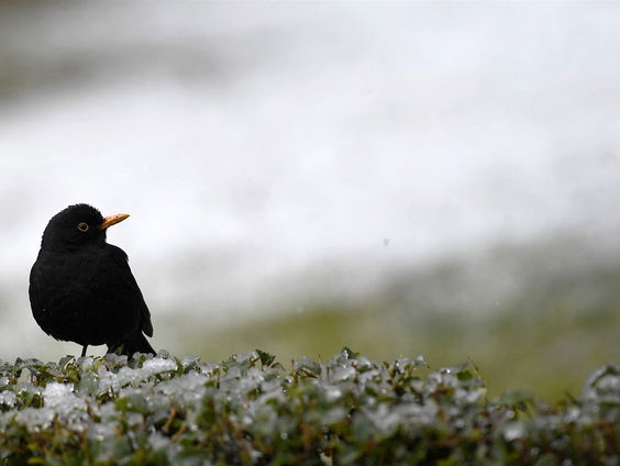 Het gaat niet goed met de merel
