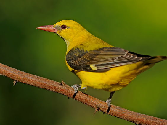 Fenolijn 22 mei 2022