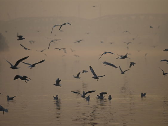 Vogelzang in de hitlijsten: leer luisteren