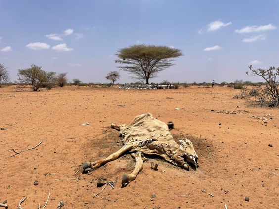 In Afrika dreigt een enorme hongersnood door extreme droogte