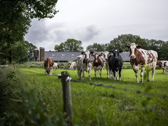 36 hoogleraren in brief: 'Discussie over wetenschappelijke basis stikstofplannen niet nodig'