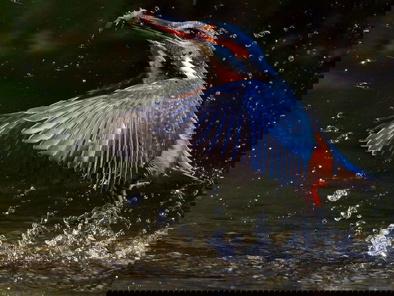 Fenolijn 25 december 2022