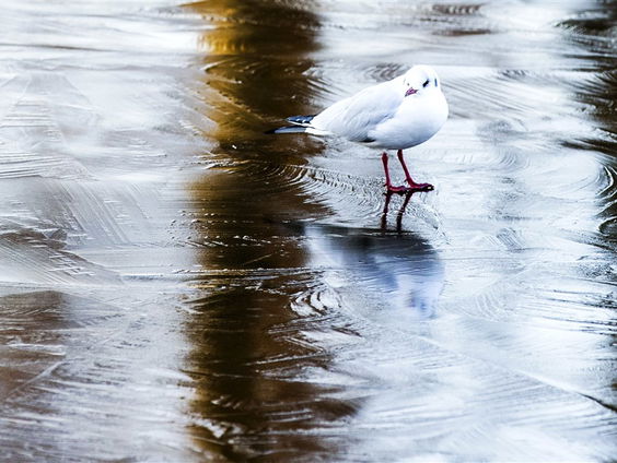 Waarom ga je met deze kou in open water zwemmen?