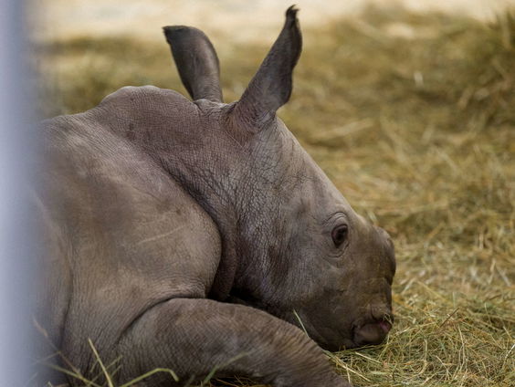 Wetenschappers gelukt om twaalf embryo's van zeldzame neushoorn te maken