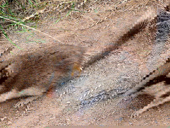 Kantje boord voor de eikelmuis
