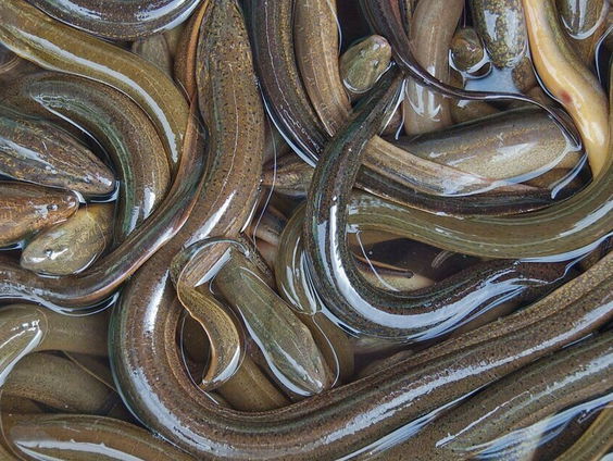 Lelijke vissen hebben meer aandacht nodig