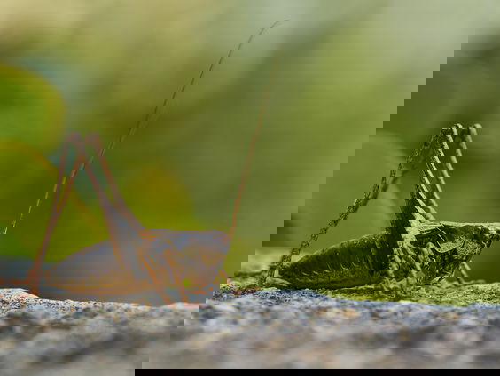 Boomkrekels, sprinkhanen en vleermuizen: deze dierengeluiden kan je opzoeken in de Xeno-Canto geluidenbank