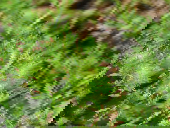 Floristische Verstekelingen: de kampeerder als plantenverspreider