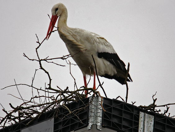 Bijna uitgestorven ooievaar weer helemaal terug