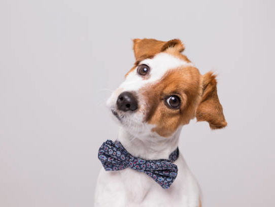 Honden meenemen van vakantie, schattig of een slecht idee?