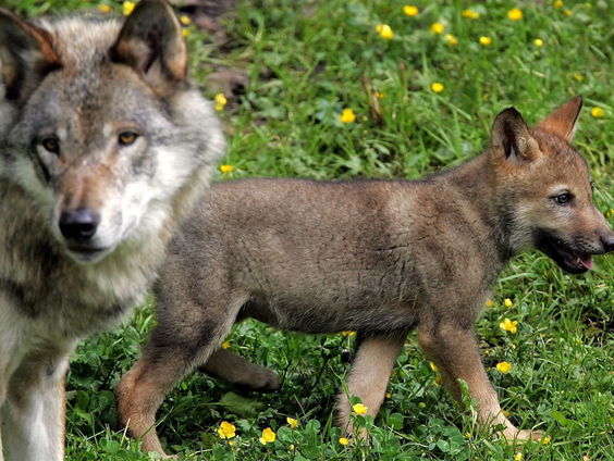 Moet het mogelijk worden om wolven af te schieten?