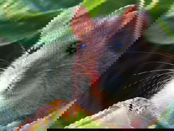 Vraagbaak: welk dier eet schelpen?