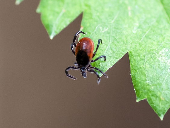 Teken tellen in de tuin voor meer informatie