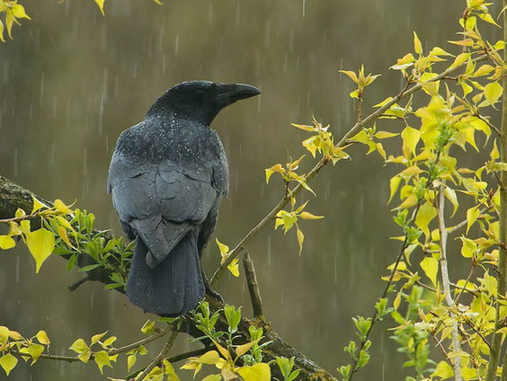 Vraagbaak: kraai steelt golfbal