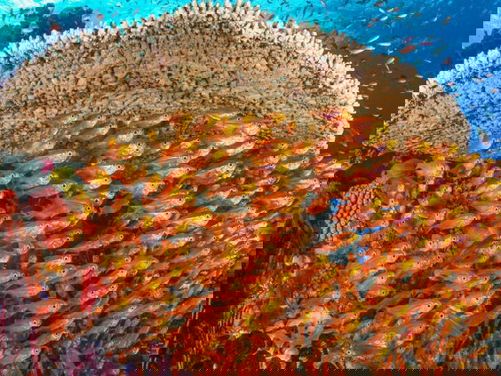 De schoonheid van de Koraaldriehoek