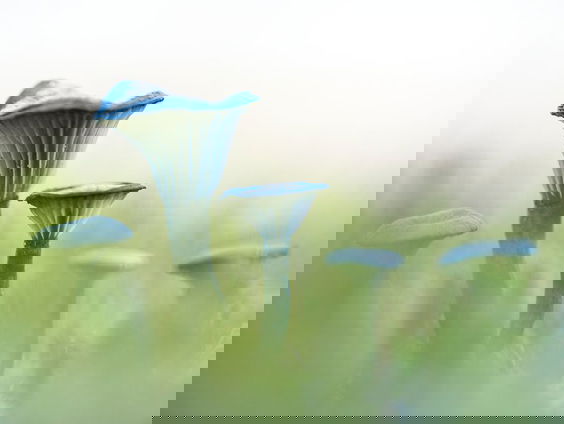 Ook in de winter zijn er paddenstoelen te vinden