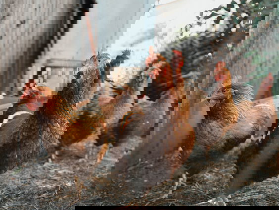 Vogelgriep in Nederland steeds groter probleem