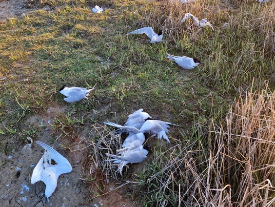 Grote stern volgende slachtoffer van vogelgriep
