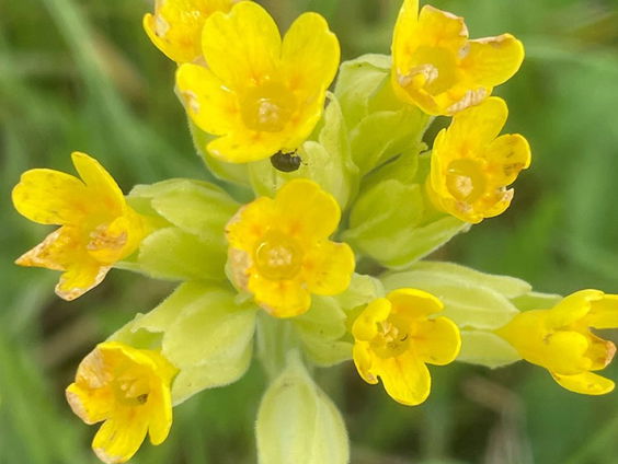 Zoek mee naar sleutelbloemen