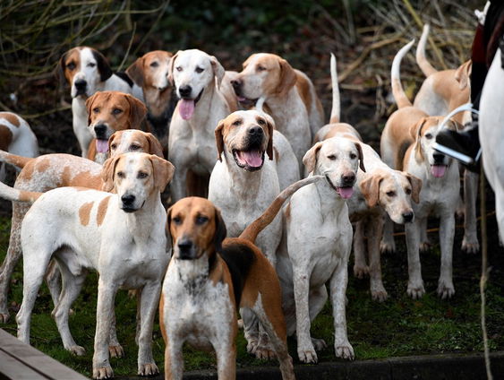 Rekeningen van dierenklinieken gaan door het dak