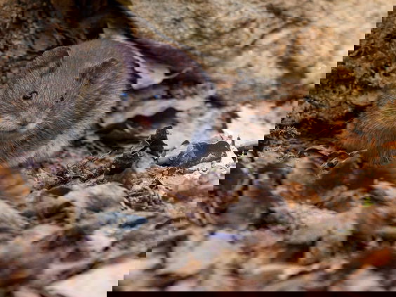 Helpen de reddingsratten al bij de reddingsoperaties in Turkije en Syrië?