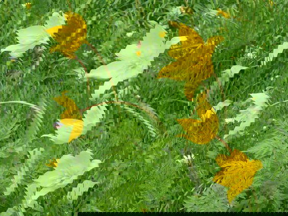 Zo zijn wilde tulpen in Noord Europa terechtgekomen