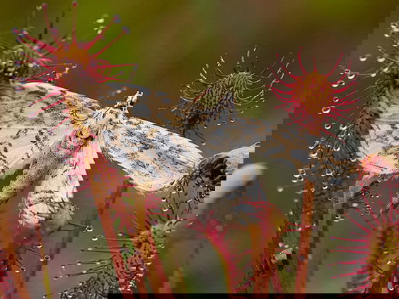 Aandacht voor Nationale Bloemverkiezing groeit