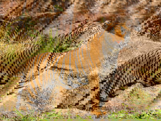 Tijgerpopulatie neemt toe