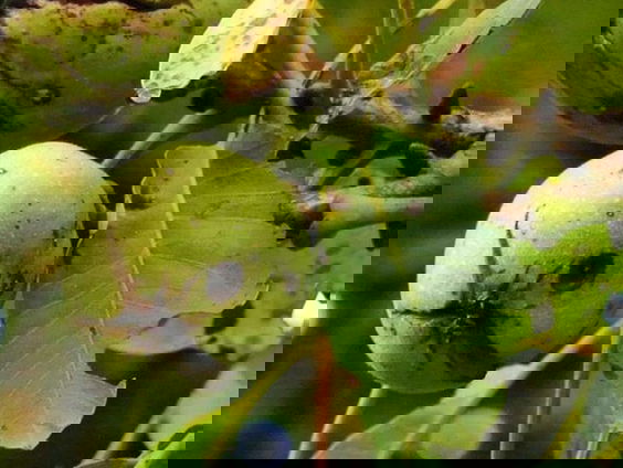 Voedsel uit je eigen eetbare tuin of bos