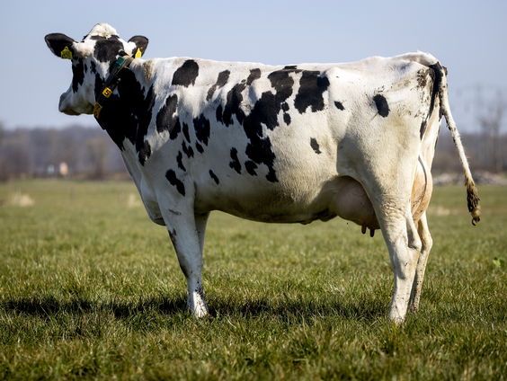 Melkprijs stijgt naar een recordhoogte