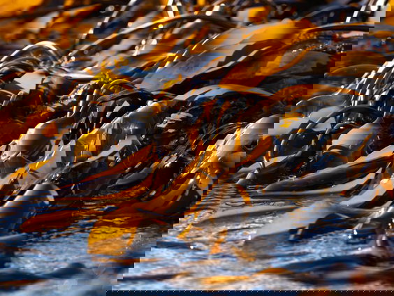 Is zeewier het nieuwe goud?