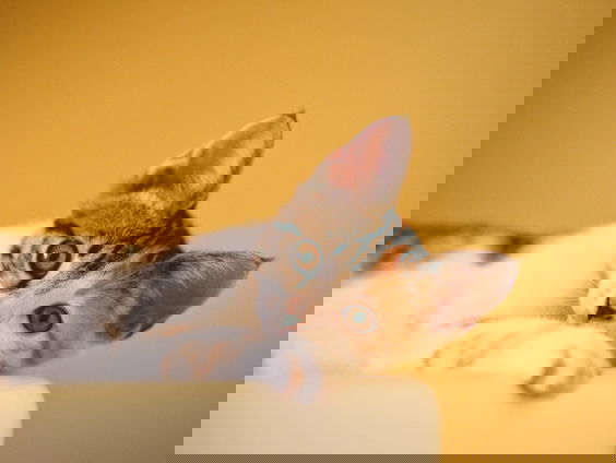 'De kat is eenzaam': gevolgen van menselijke gevoelens aan huisdieren toedichten