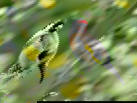 Hans Dorrestijn over de vogelrijke omgeving van Wageningen