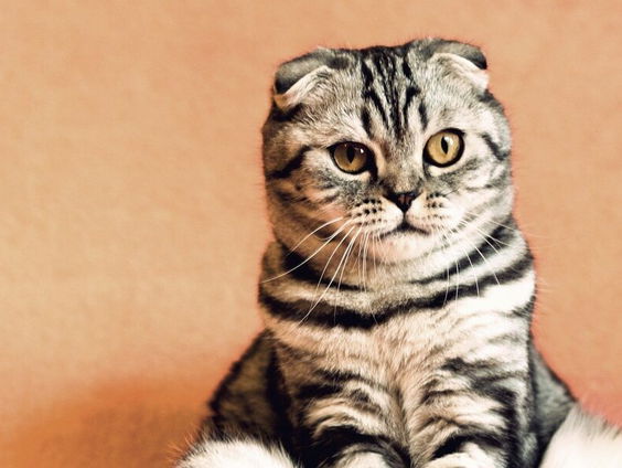 Volgens kattengedrag deskundige Liesbeth Puts begrijpen wij onze katten niet goed genoeg