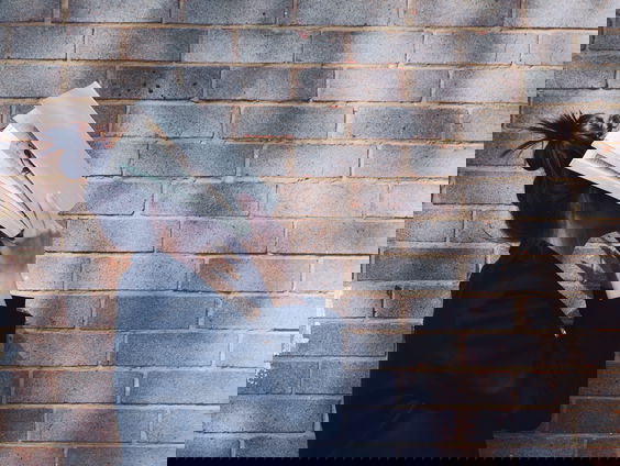 ‘Stagiaires te vaak misbruikt als ‘werkpaard’’