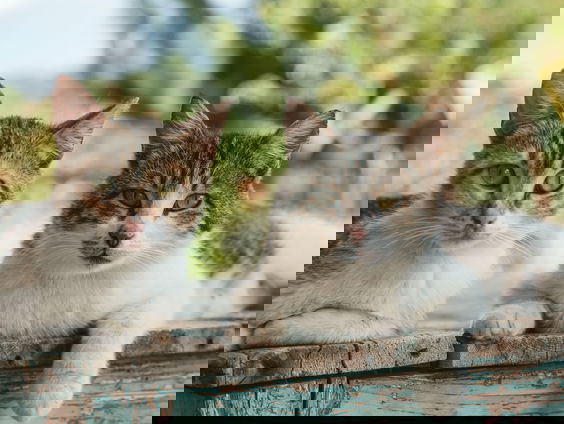 Provincie Utrecht doodt zwerfkatten niet meer, maar vangt ze wel