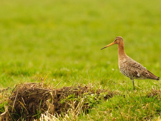 Wat maakt zuivel weidevogelvriendelijk?